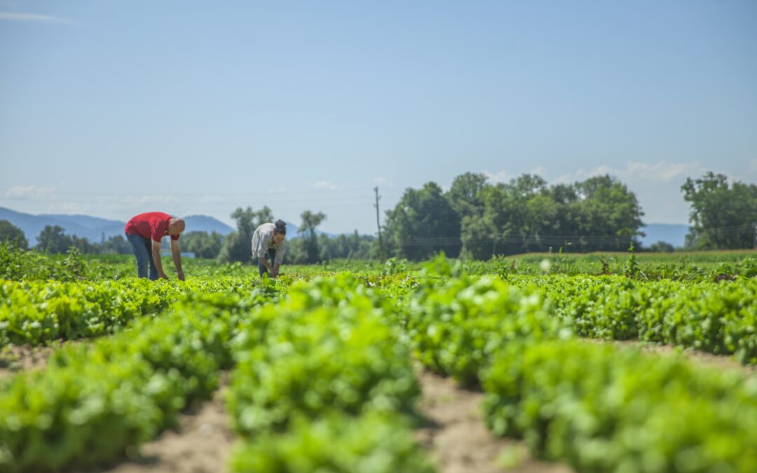 The Truth of Organic Farming